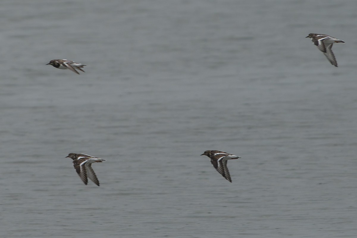 Ruddy Turnstone - ML643784088