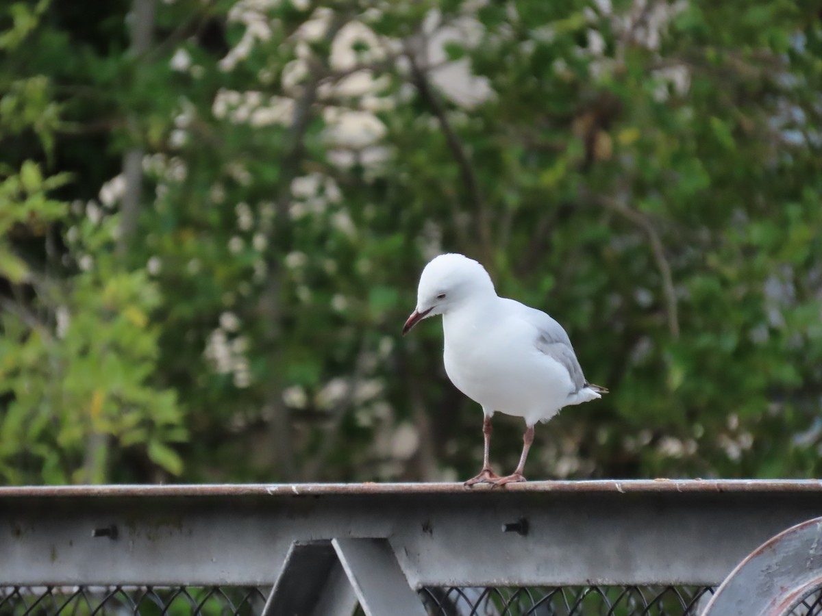 ギンカモメ - ML643784096