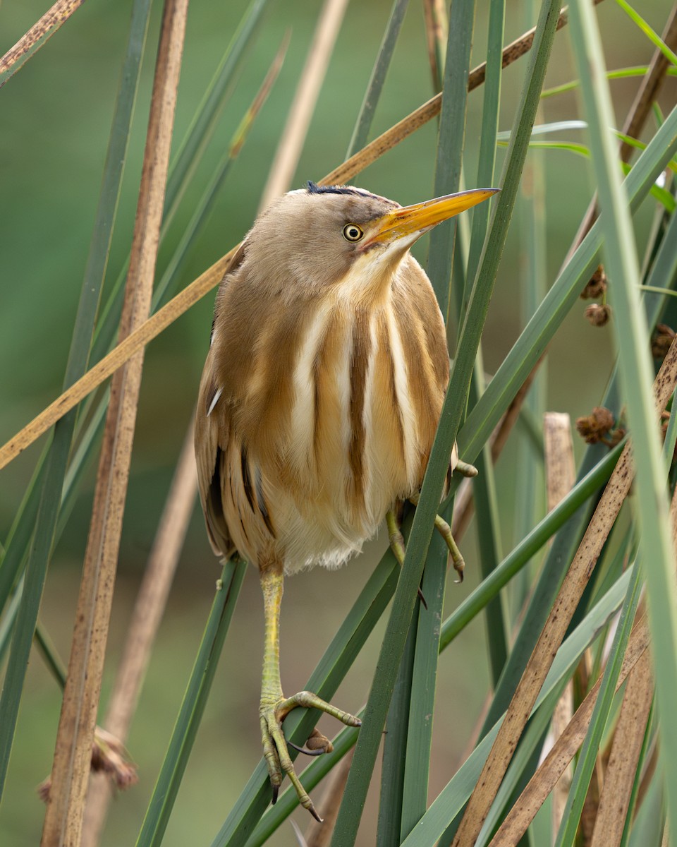 Stripe-backed Bittern - ML643784101