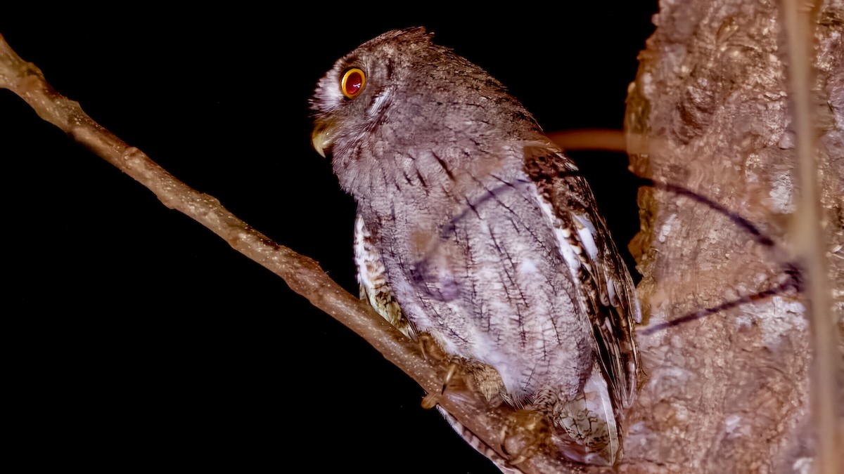 Pacific Screech-Owl - ML643784102