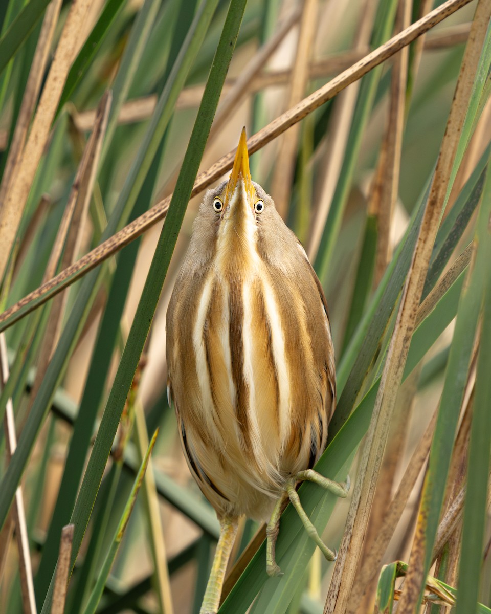 Stripe-backed Bittern - ML643784103