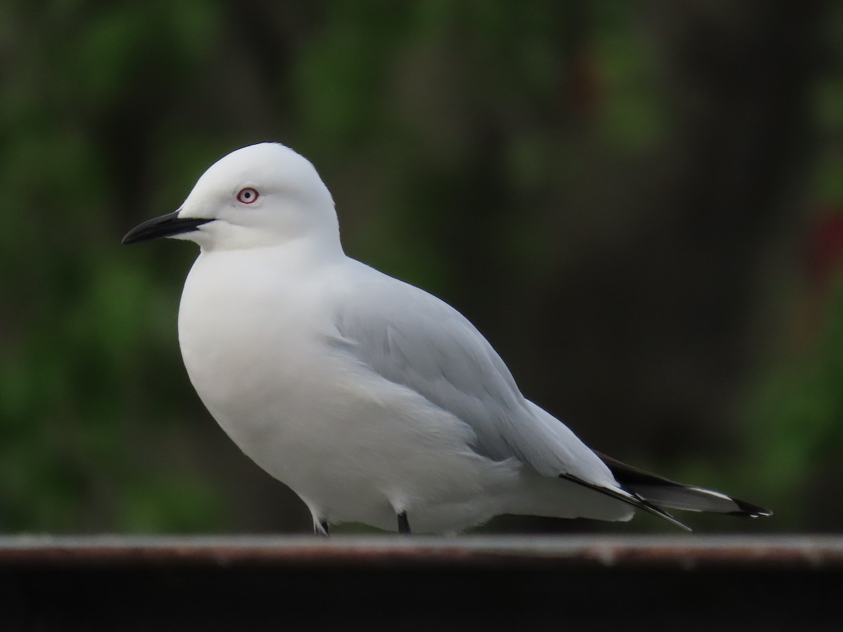 ハシグロカモメ - ML643784109