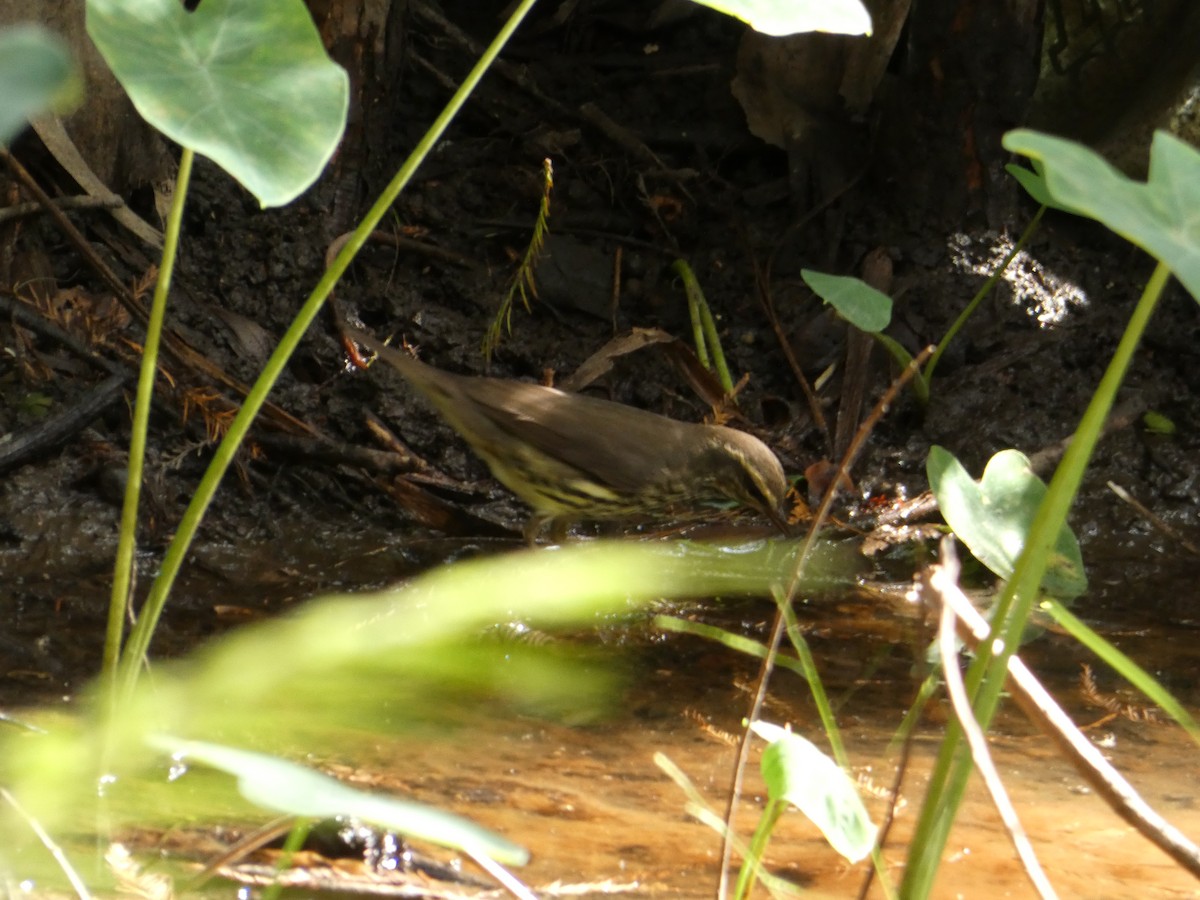 Northern Waterthrush - ML643784119