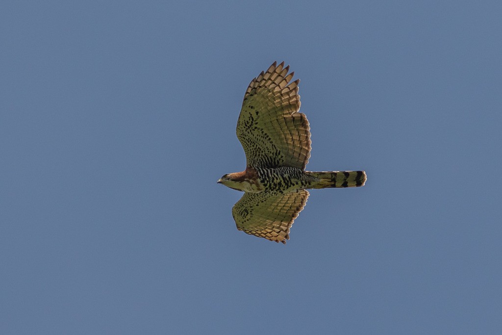 Ornate Hawk-Eagle - ML643784125