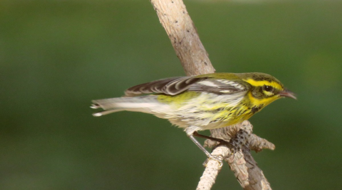 Townsend's Warbler - ML643784135