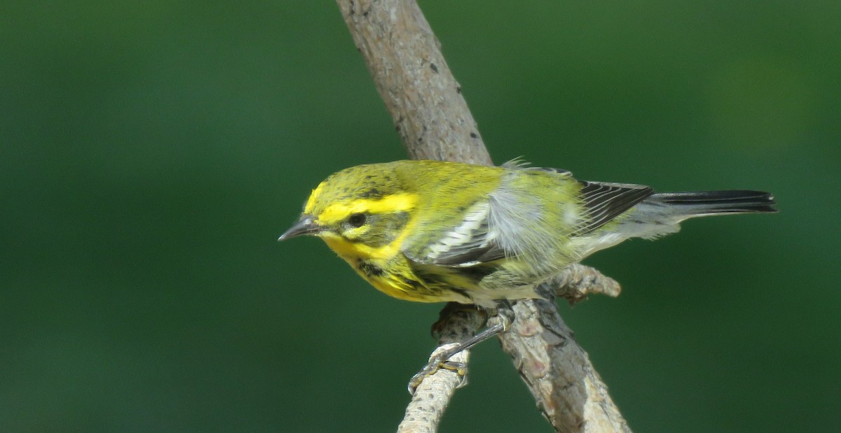 Townsend's Warbler - ML643784137