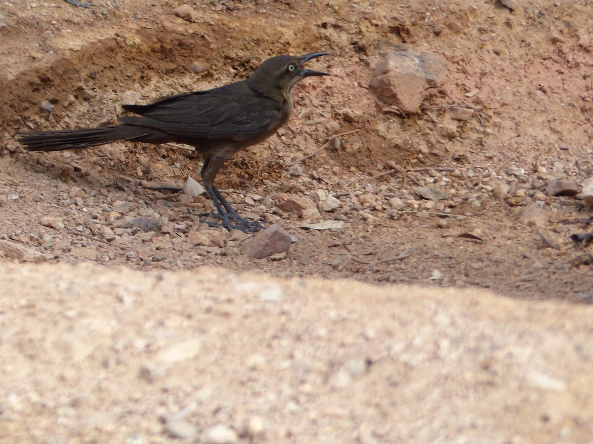 Great-tailed Grackle - ML643784141
