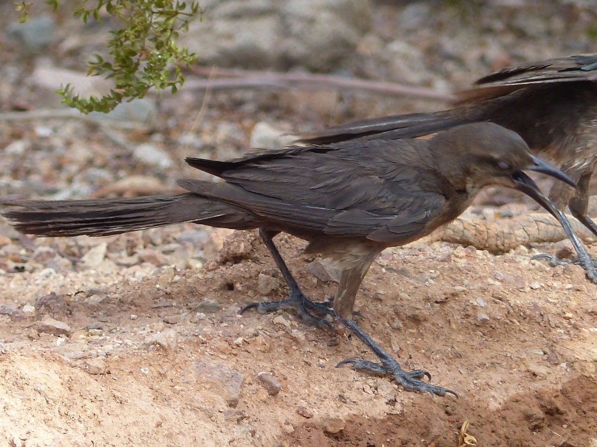 Great-tailed Grackle - ML643784143