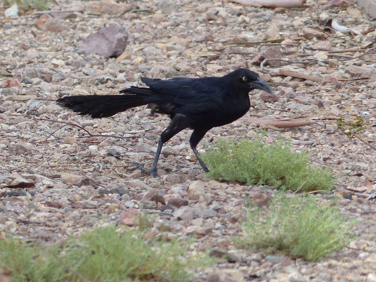 Great-tailed Grackle - ML643784144