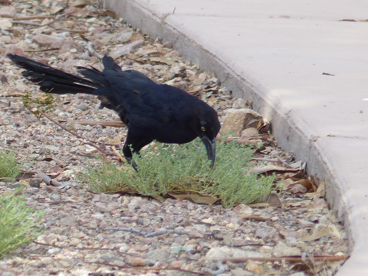 Great-tailed Grackle - ML643784145