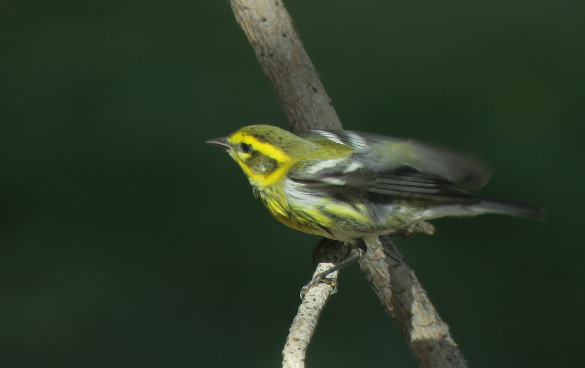 Townsend's Warbler - ML643784148