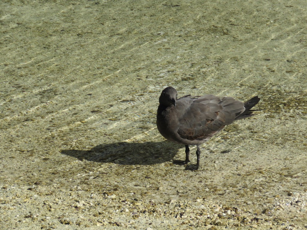 Lava Gull - ML643784163