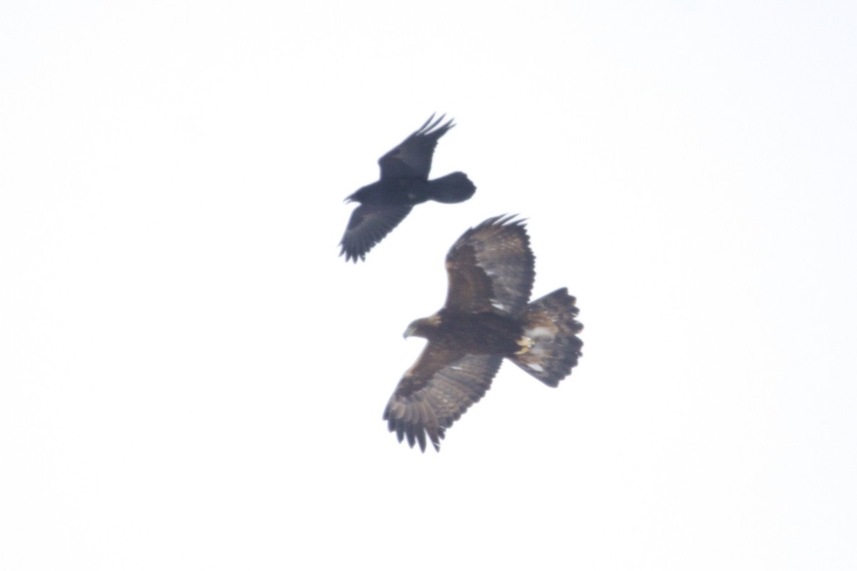 Common Raven - ML643784166