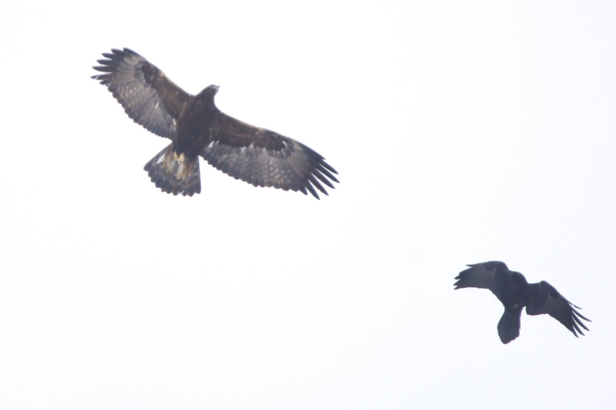 Common Raven - ML643784167