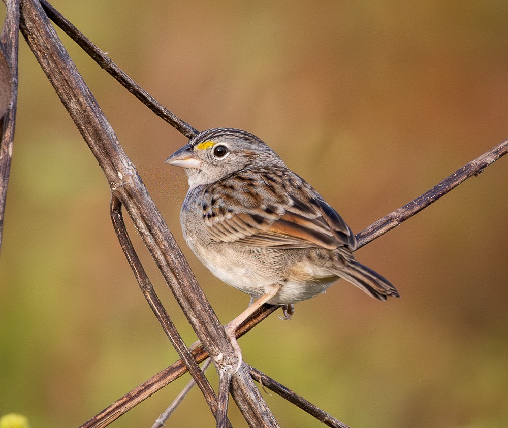 Grassland Sparrow - ML643784179