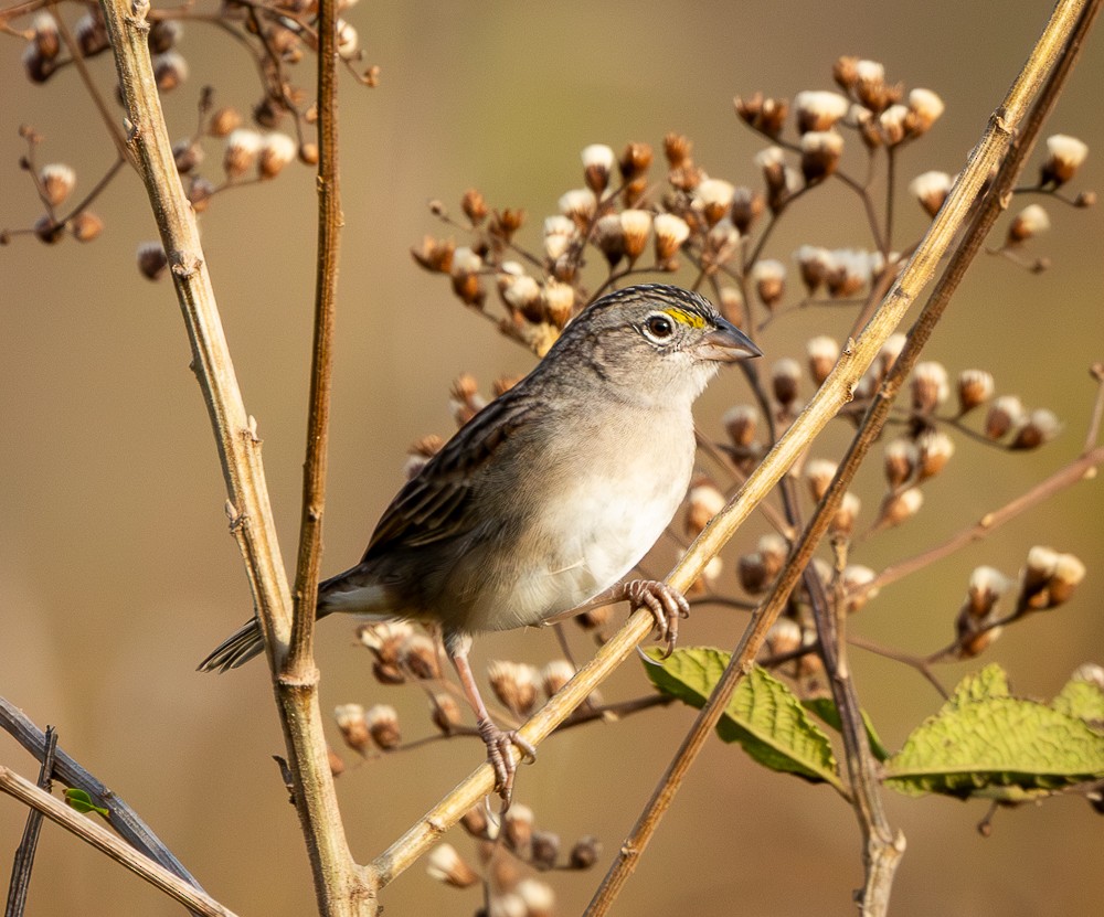 Grassland Sparrow - ML643784180
