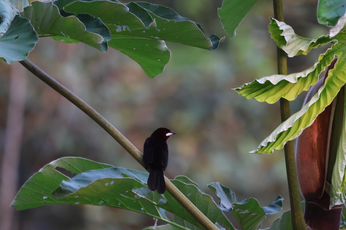 Silver-beaked Tanager - ML643784192