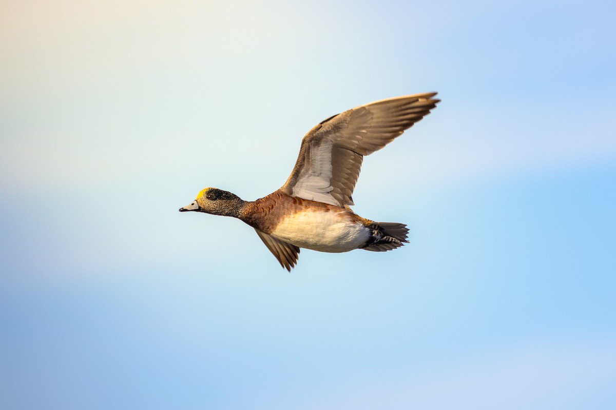 hvízdák americký - ML643784210