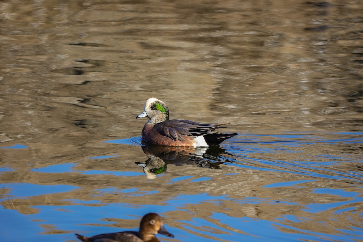 hvízdák americký - ML643784211