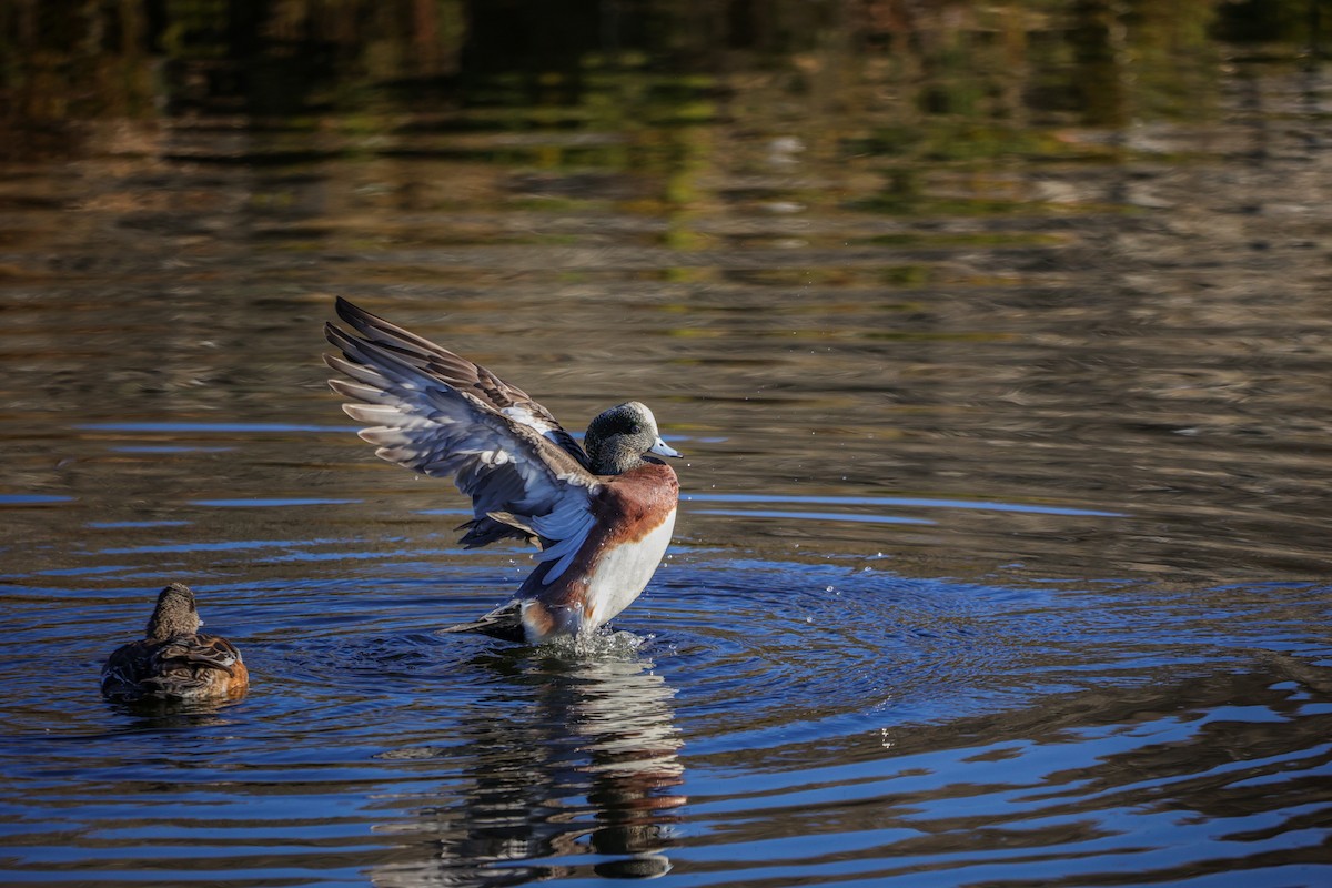 hvízdák americký - ML643784212