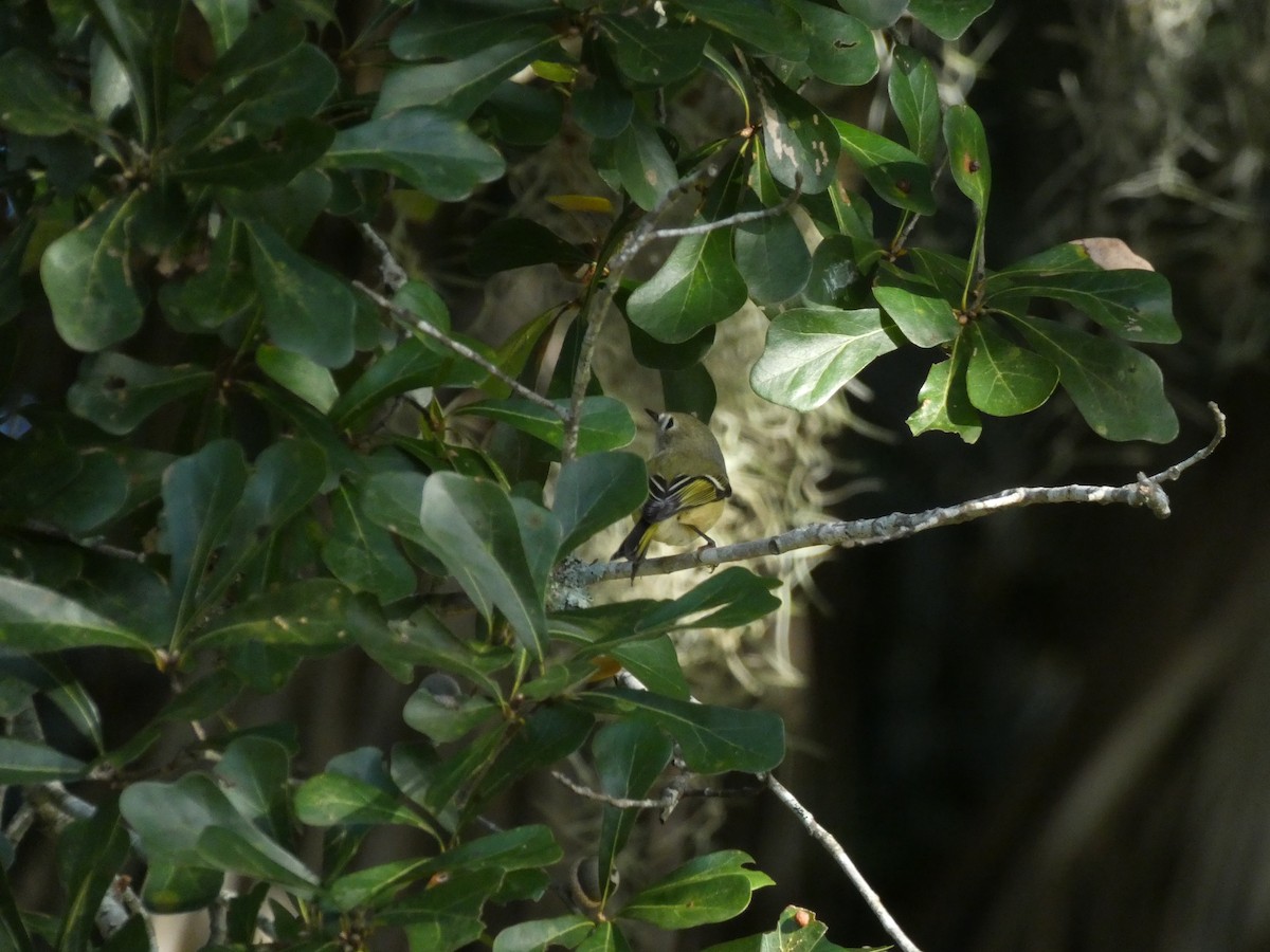 Ruby-crowned Kinglet - ML643784213