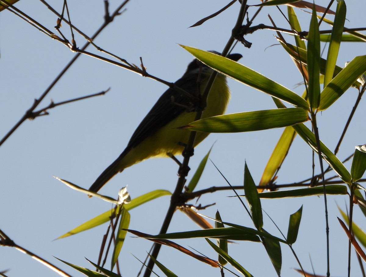 båtnebbtyrann - ML643784252