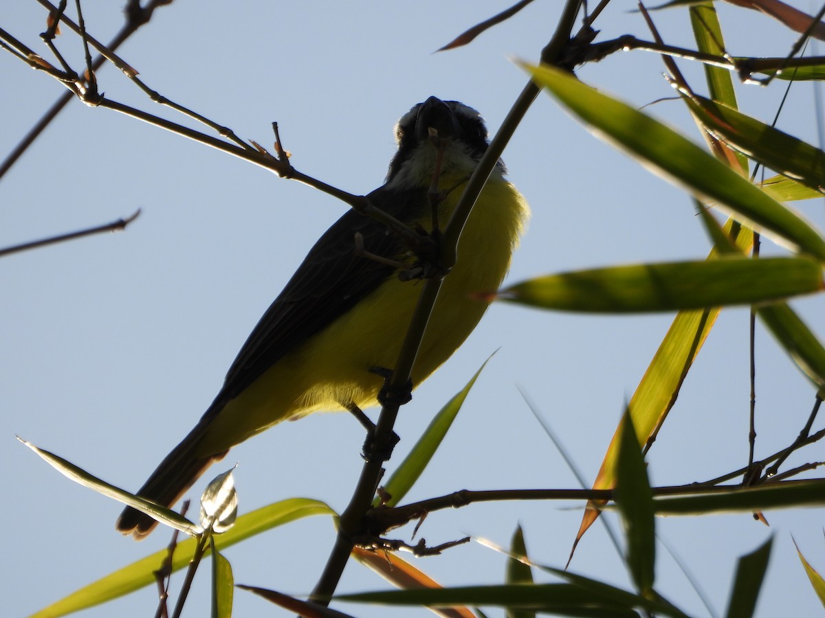 båtnebbtyrann - ML643784253