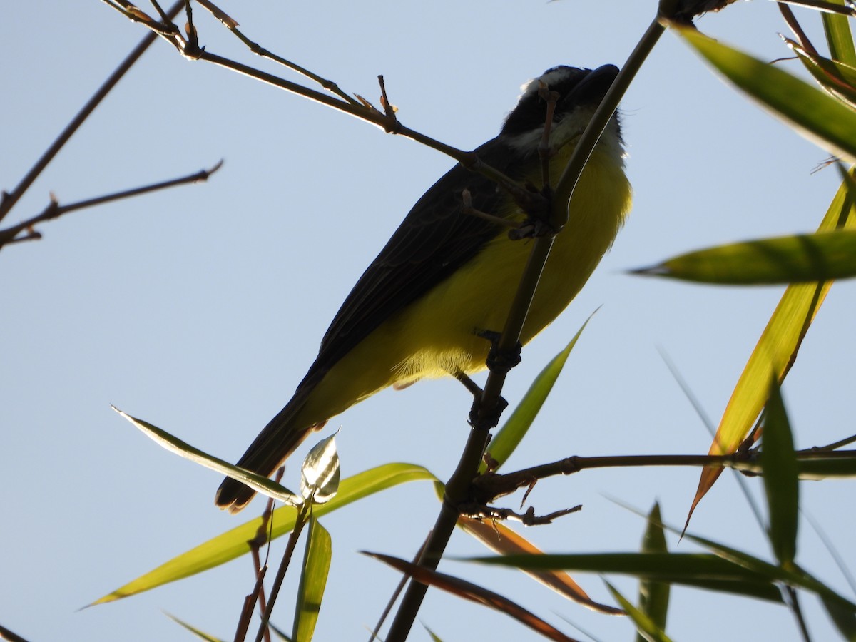 båtnebbtyrann - ML643784254