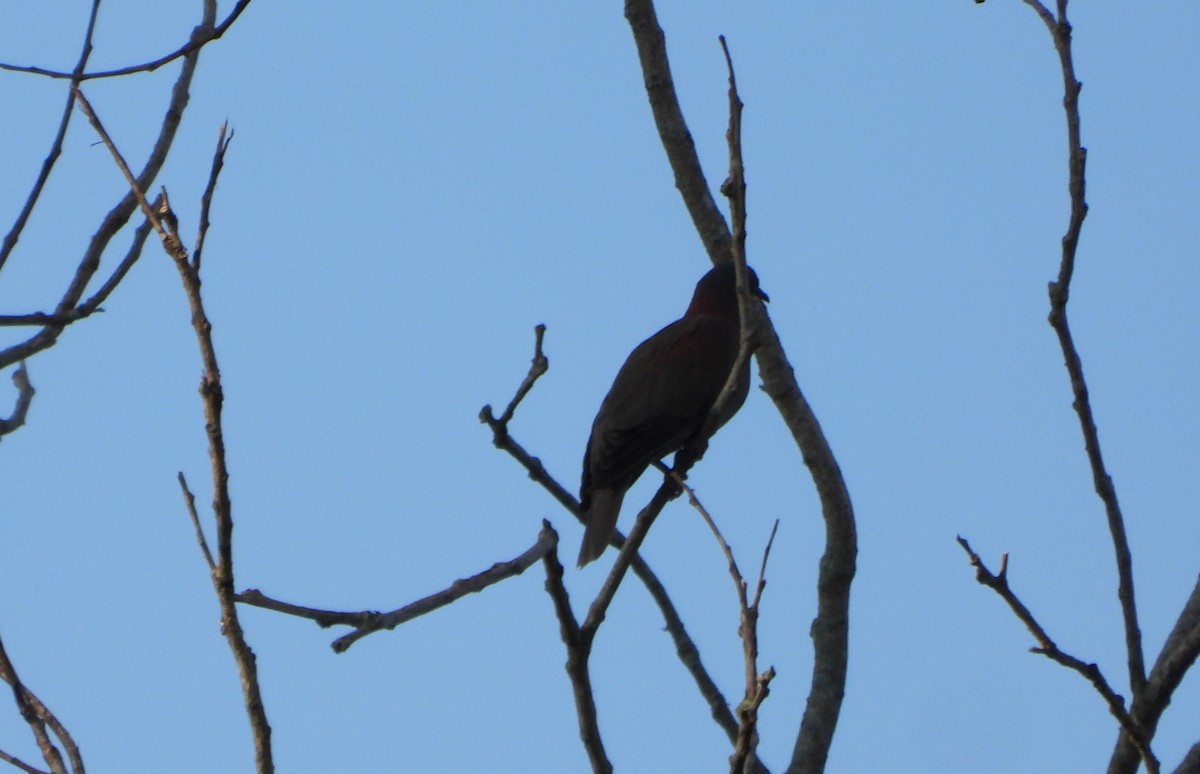 Pale-vented Pigeon - ML643784260