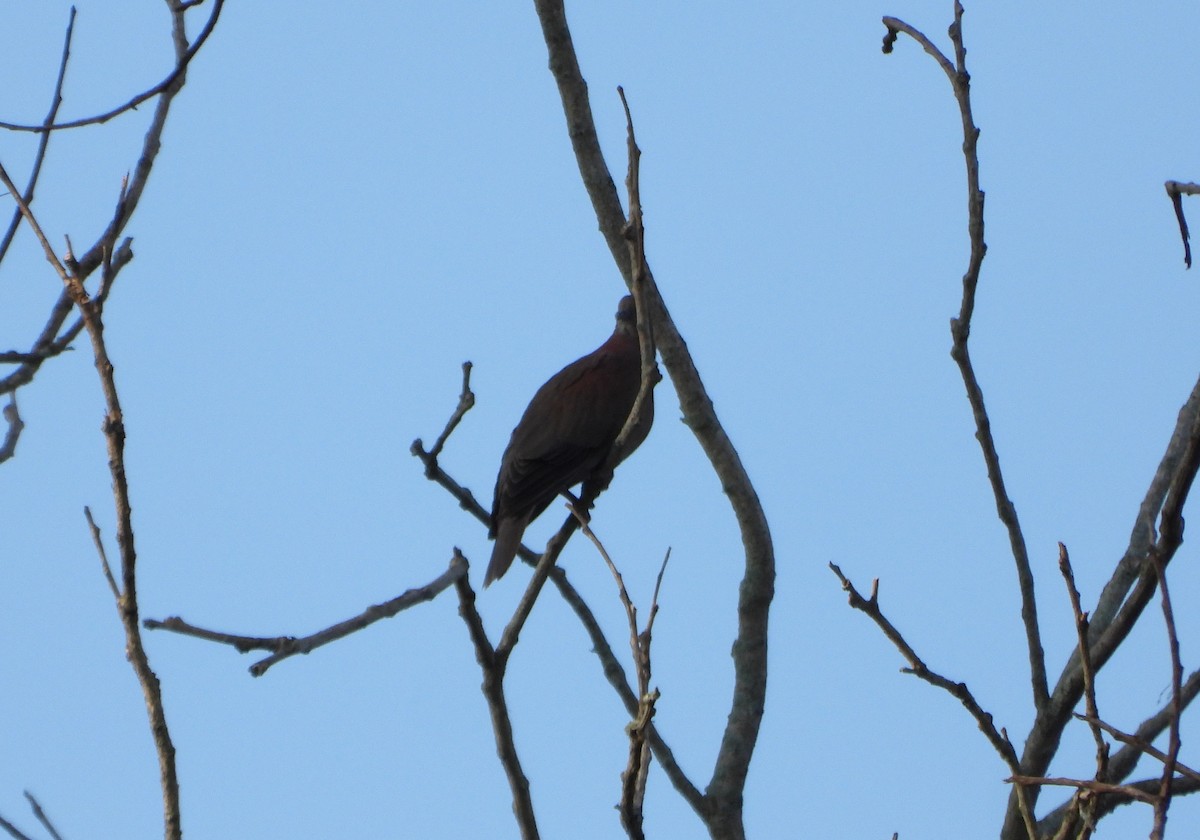 Pale-vented Pigeon - ML643784261