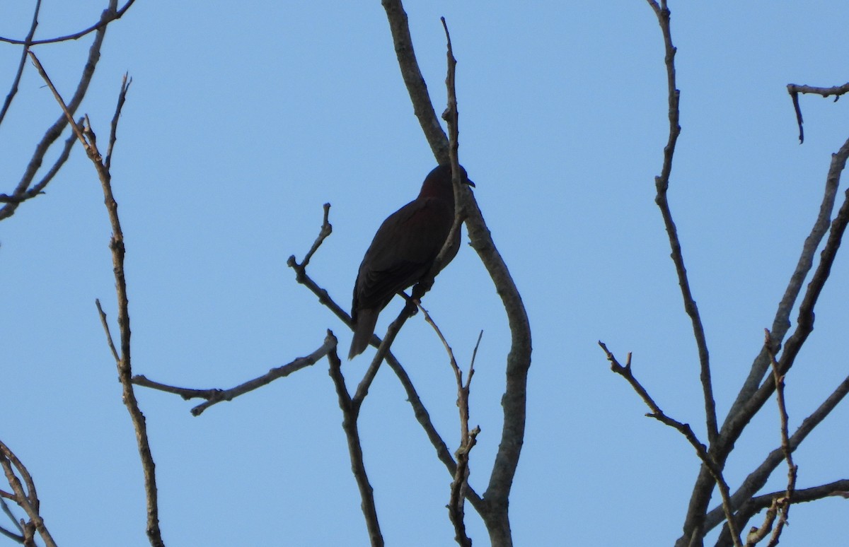 Pale-vented Pigeon - ML643784262