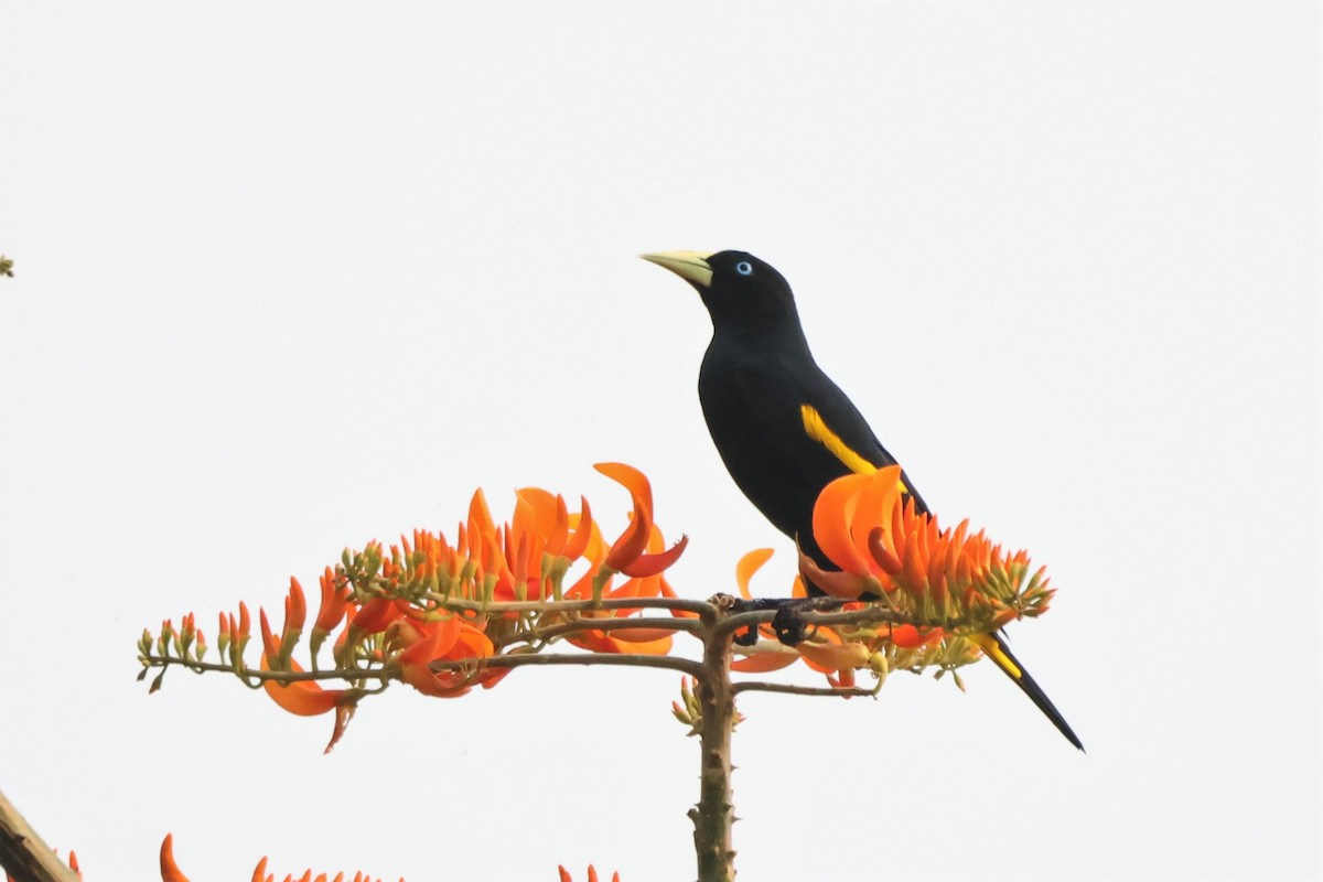 Yellow-rumped Cacique - ML643784265