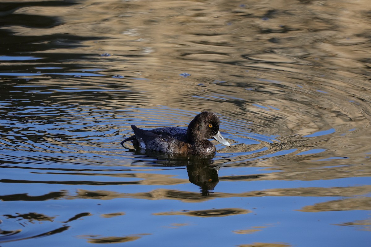 polák vlnkovaný - ML643784281