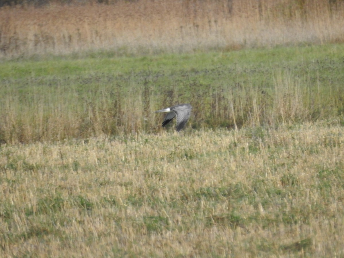 mørkmyrhauk - ML643784301