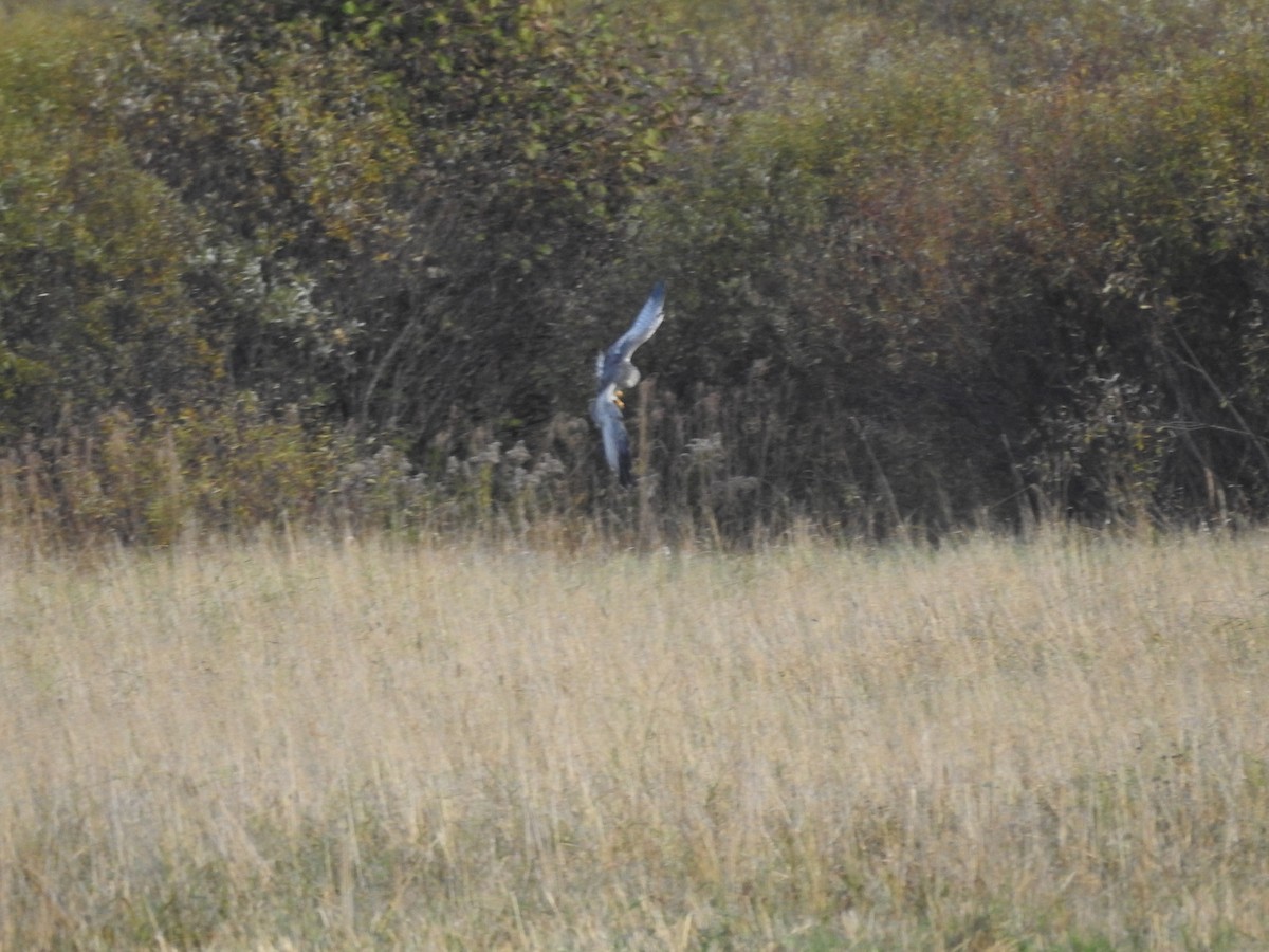 mørkmyrhauk - ML643784307