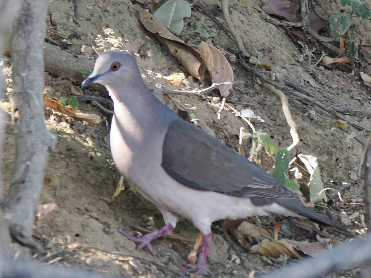 krattdue - ML643784358