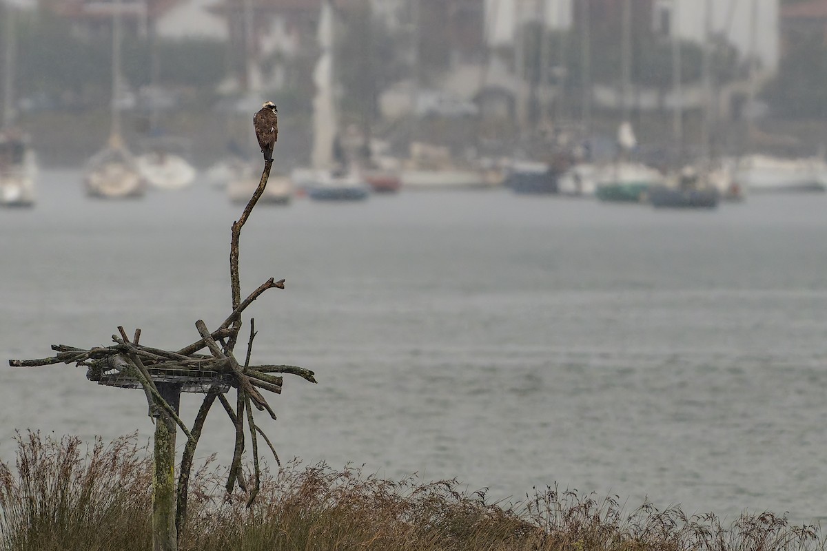 Osprey - ML643784399