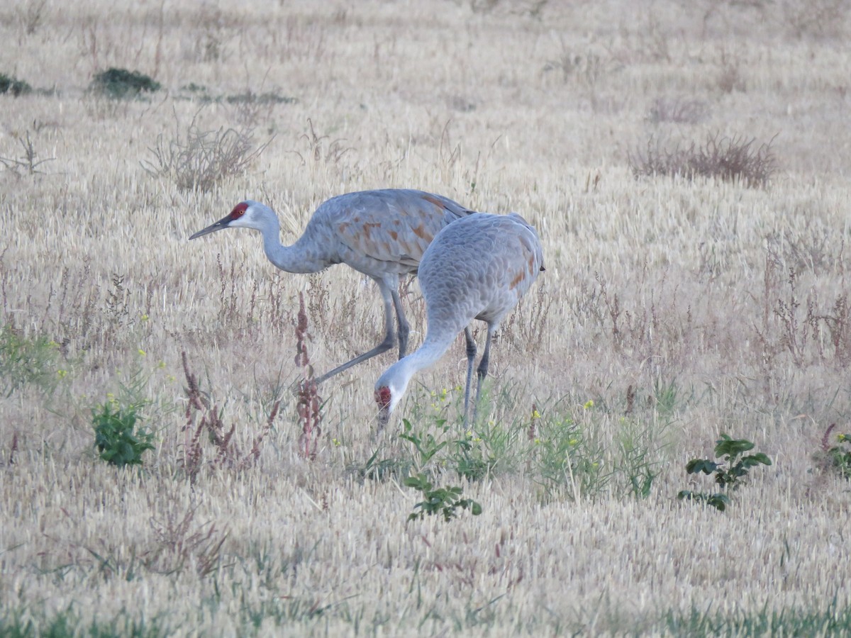 Sandhill Crane - ML643784401
