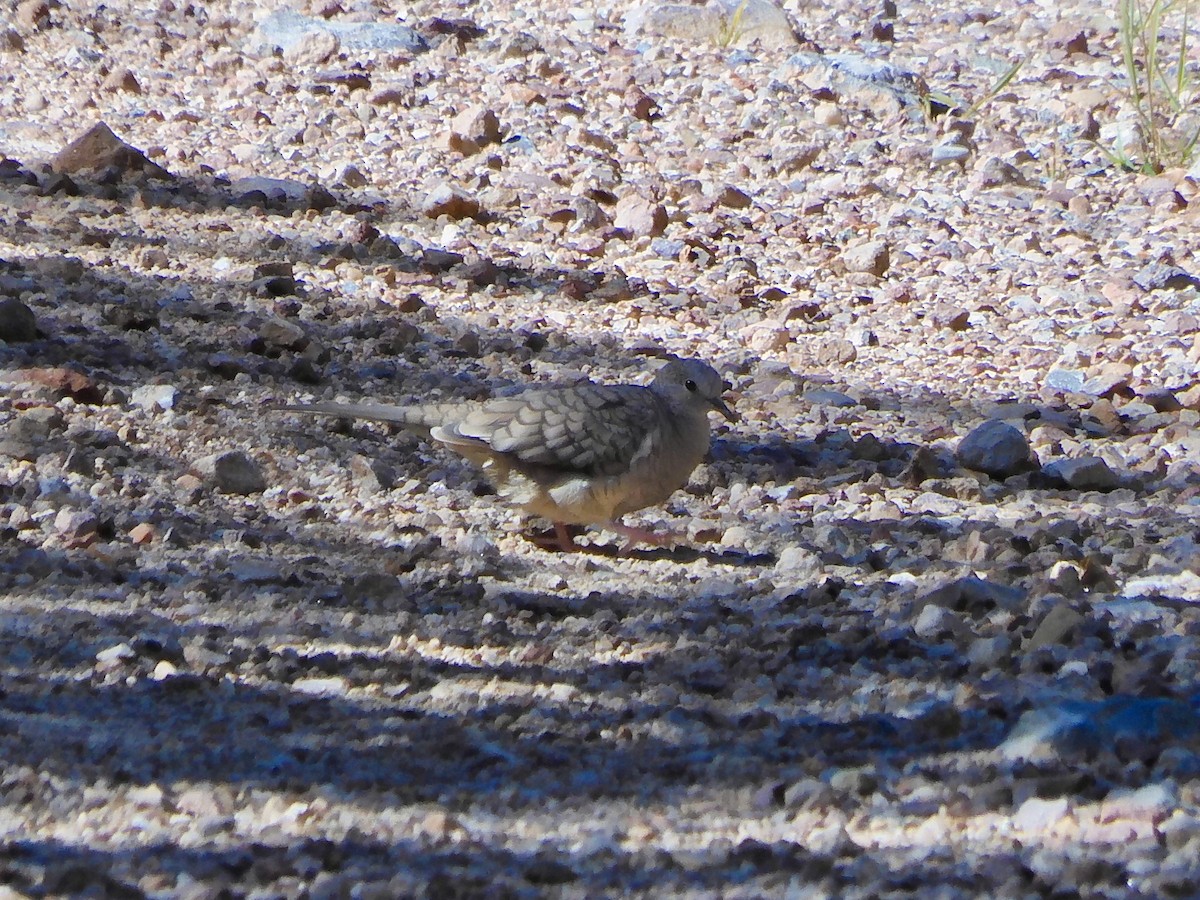 Inca Dove - ML643784402
