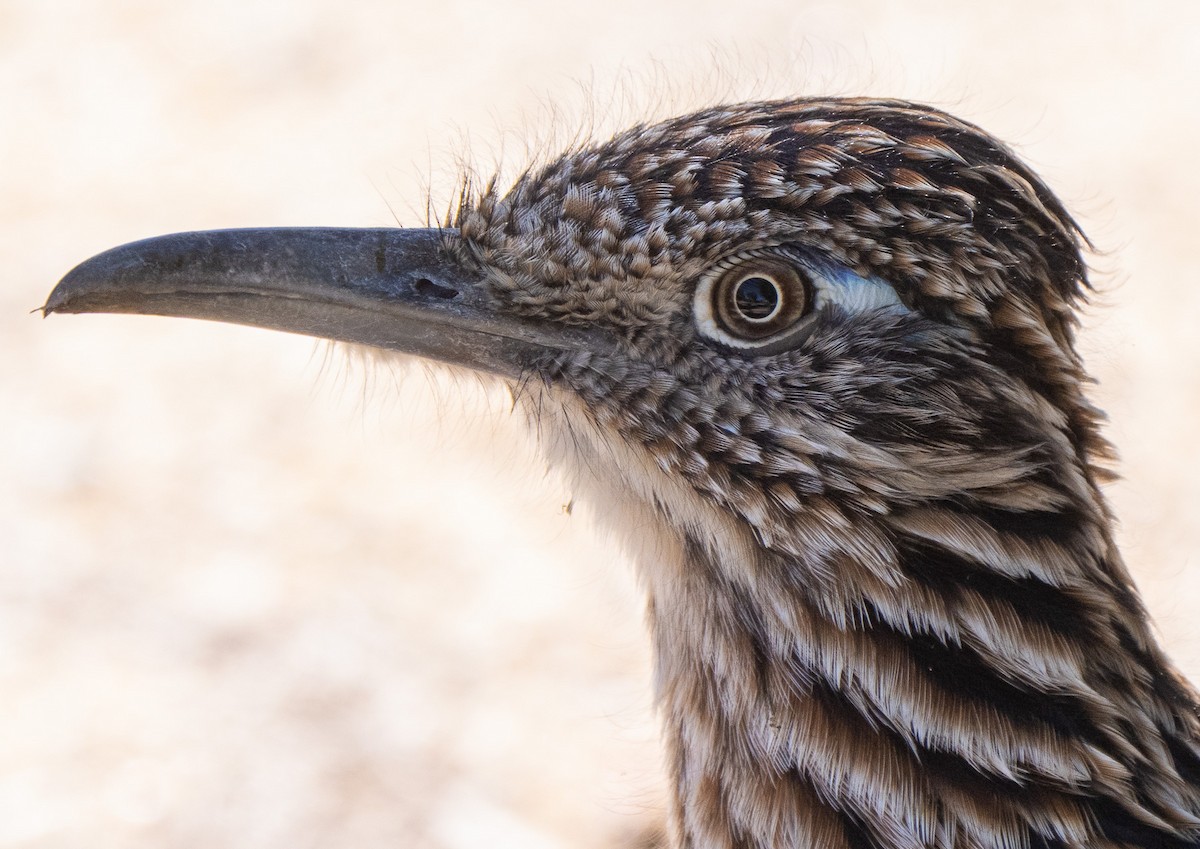 Greater Roadrunner - ML643784412