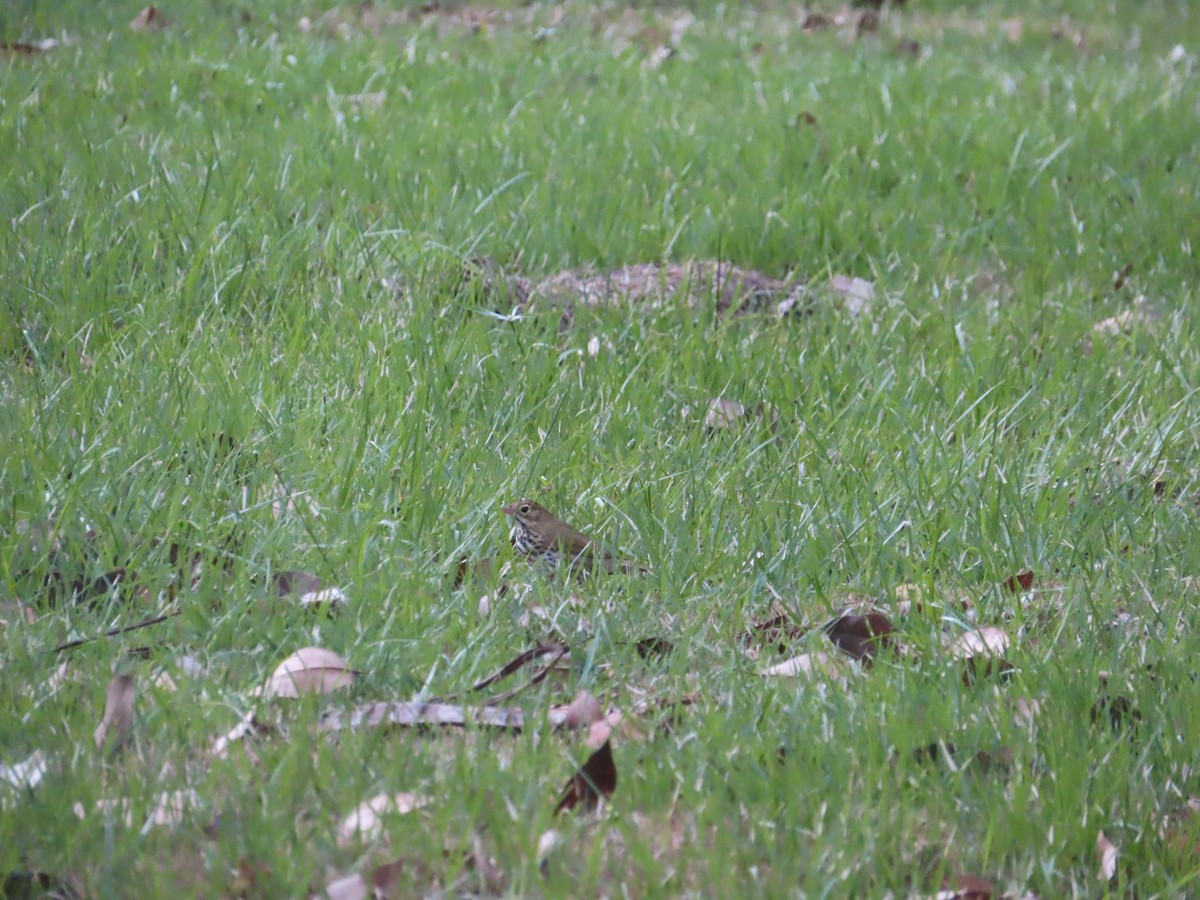 Ovenbird - ML643784415