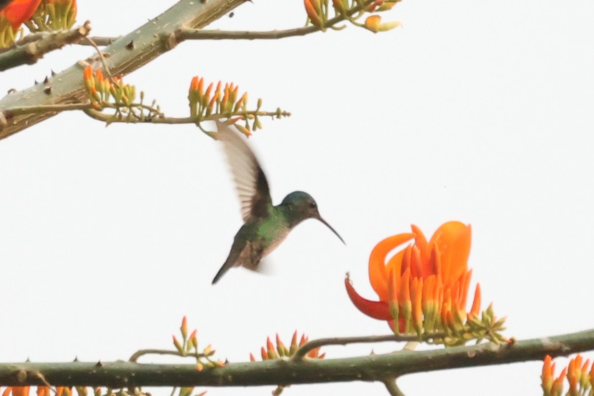 hummingbird sp. - ML643784431