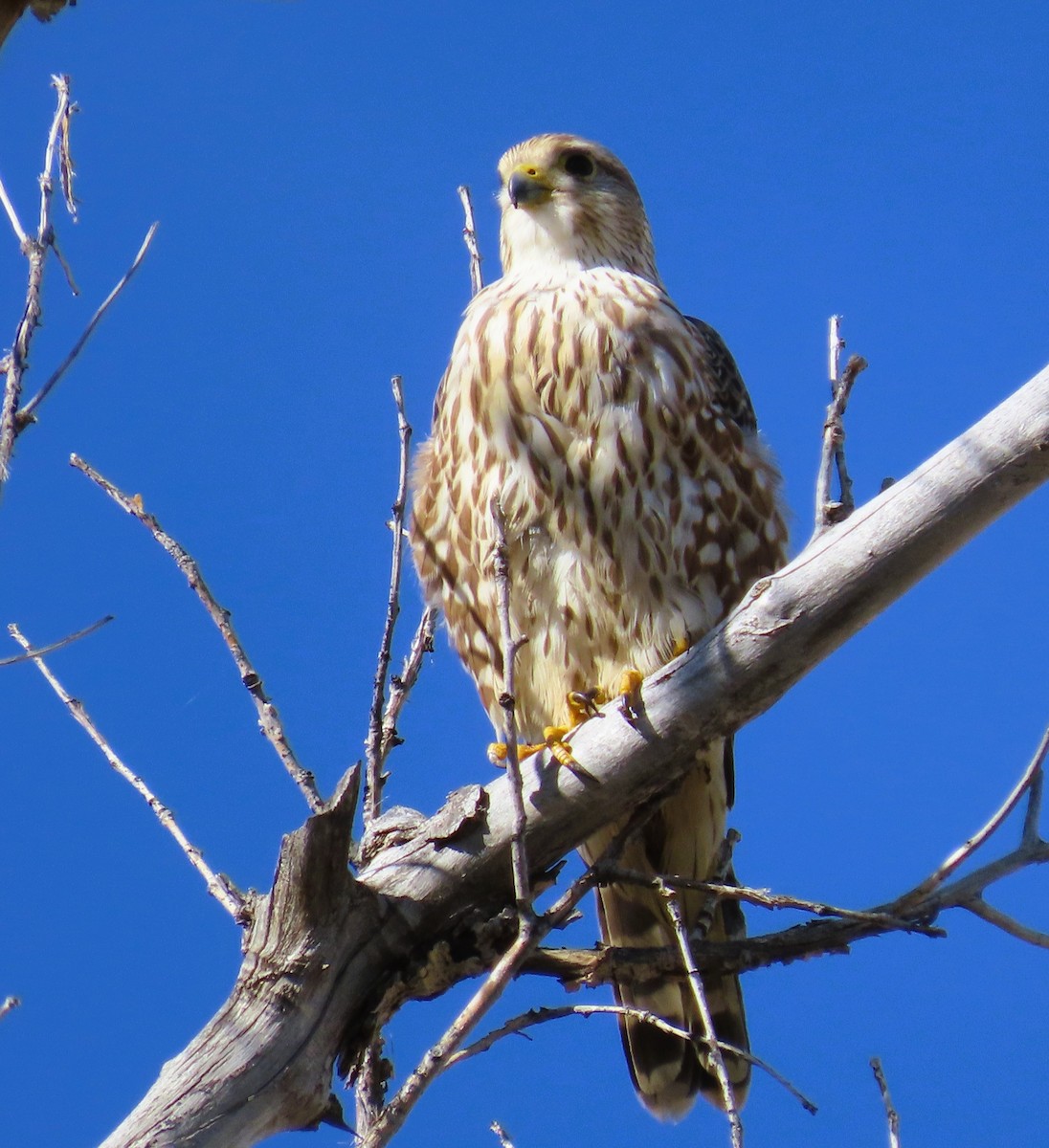 Merlin (Prairie) - ML643784439
