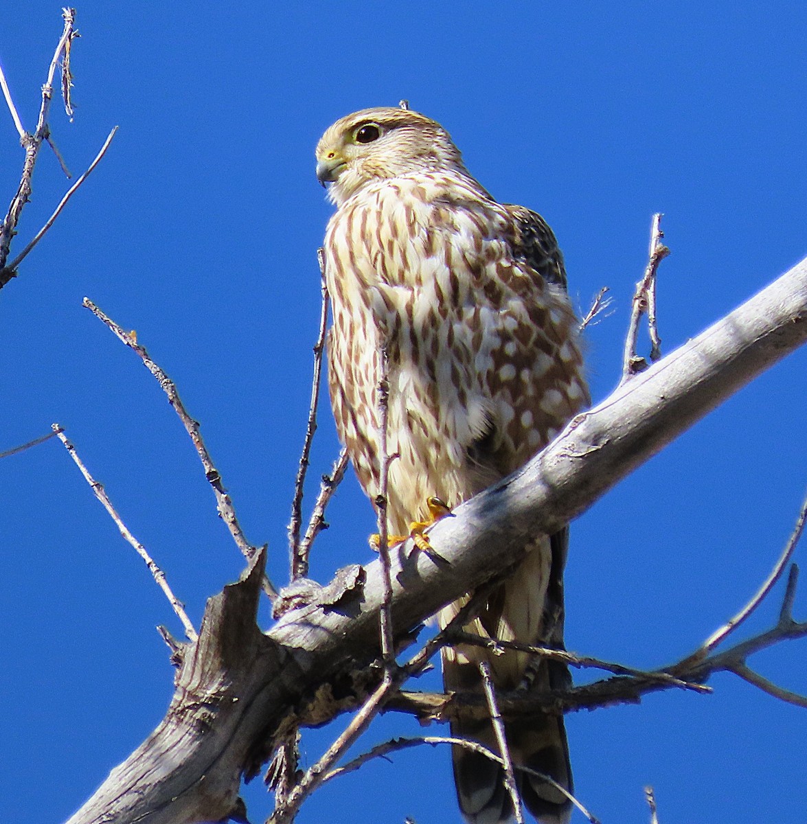Merlin (Prairie) - ML643784444