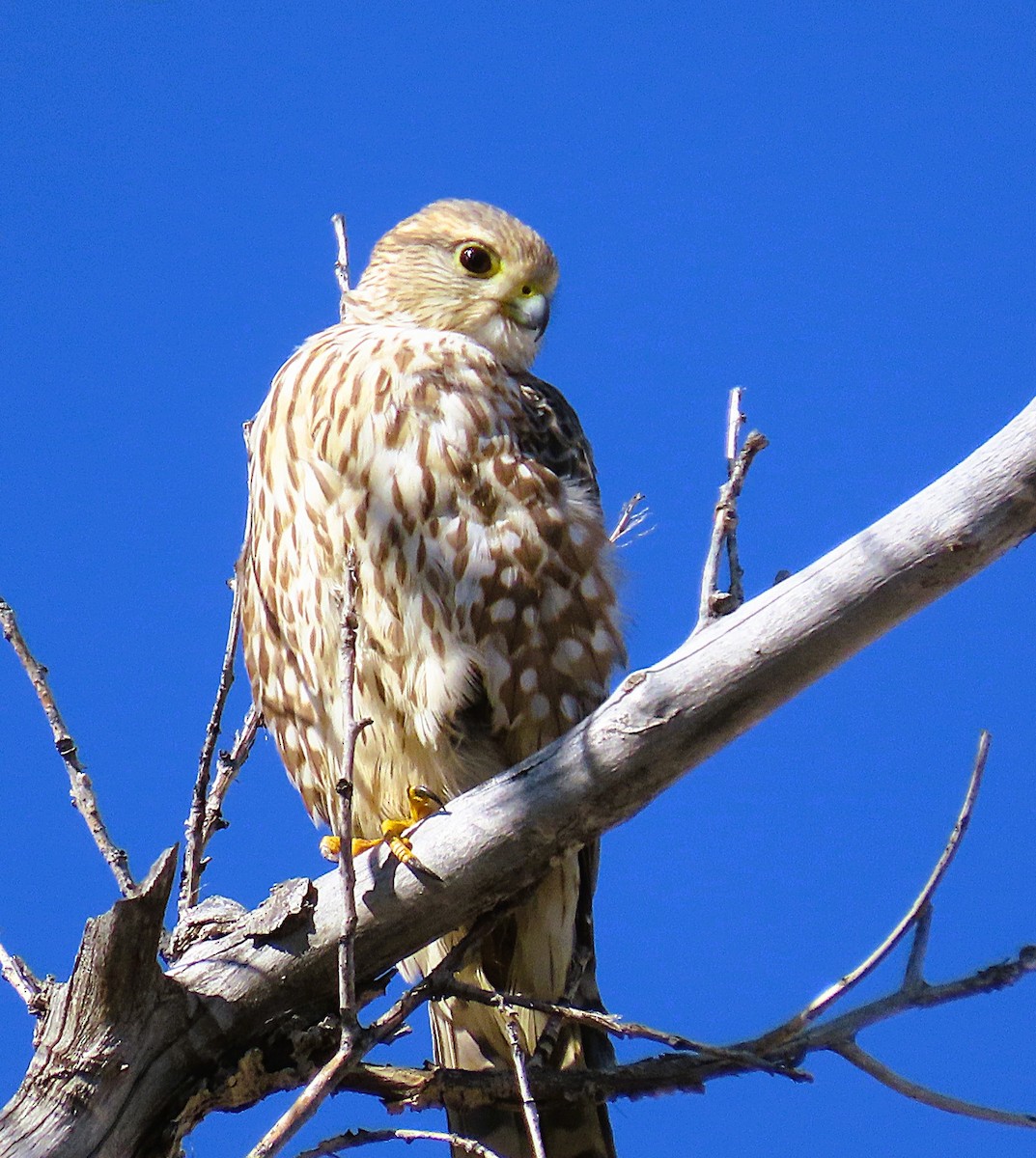 Merlin (Prairie) - ML643784446