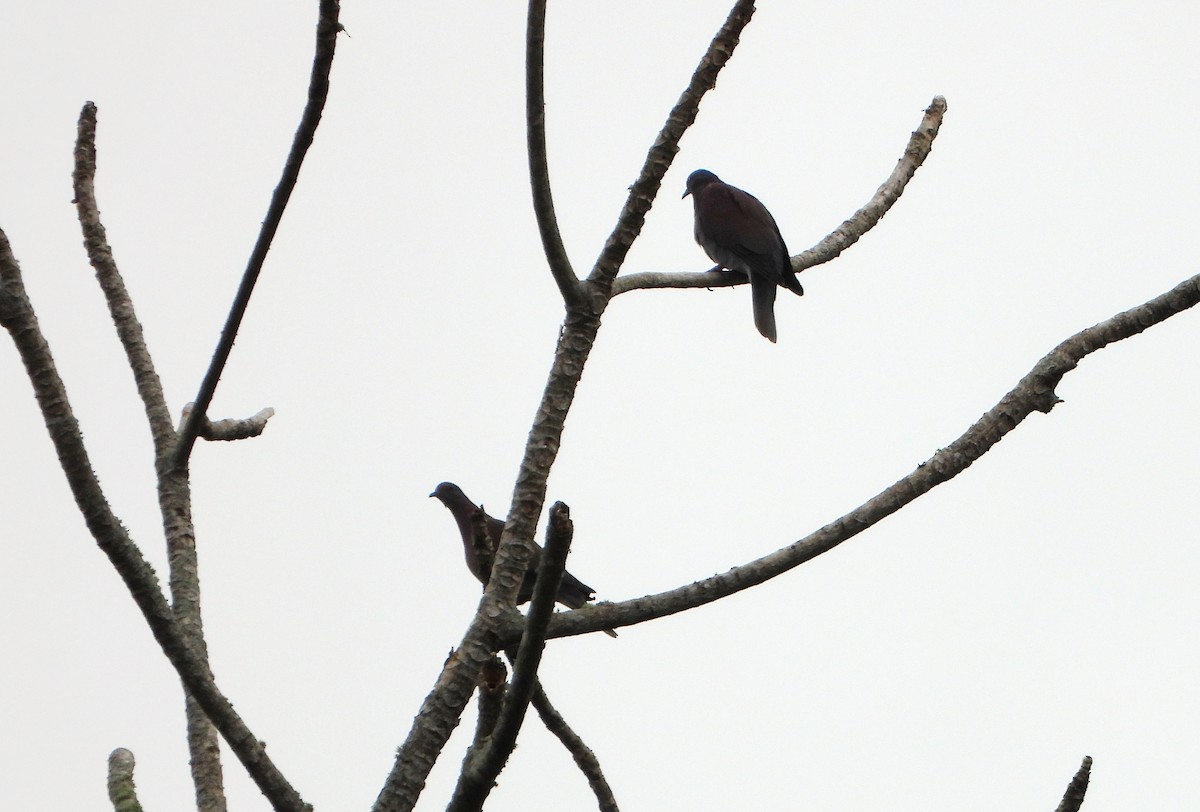 Pale-vented Pigeon - ML643784457