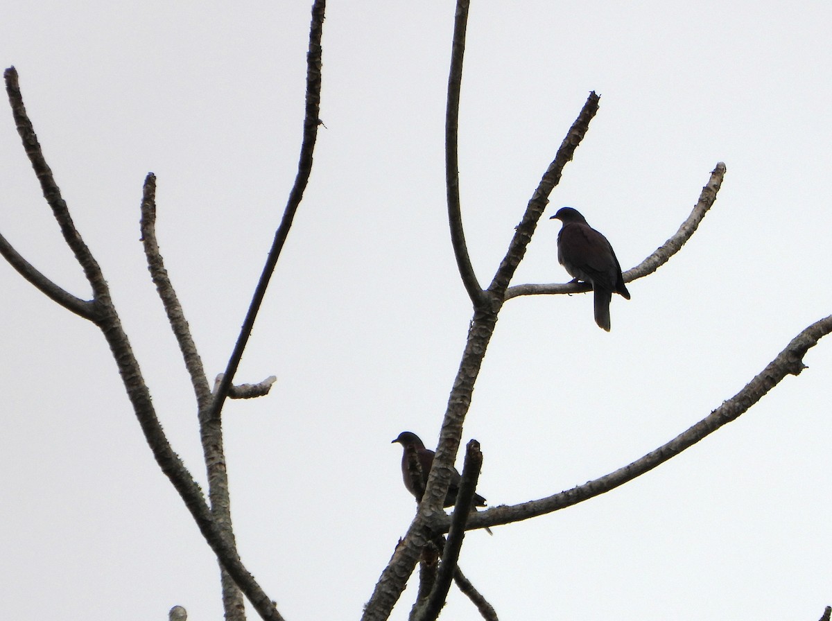 Pale-vented Pigeon - ML643784458