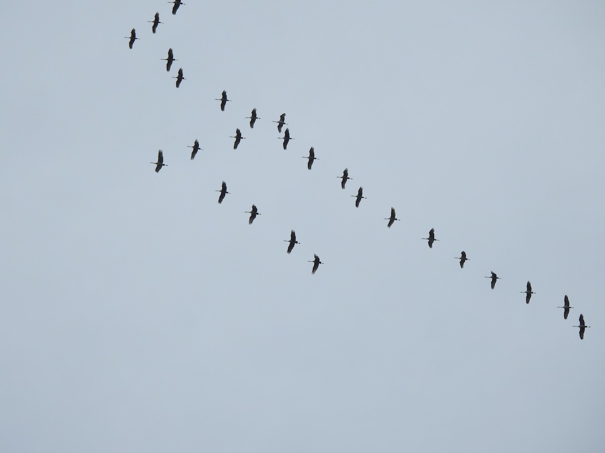Sandhill Crane - ML643784487
