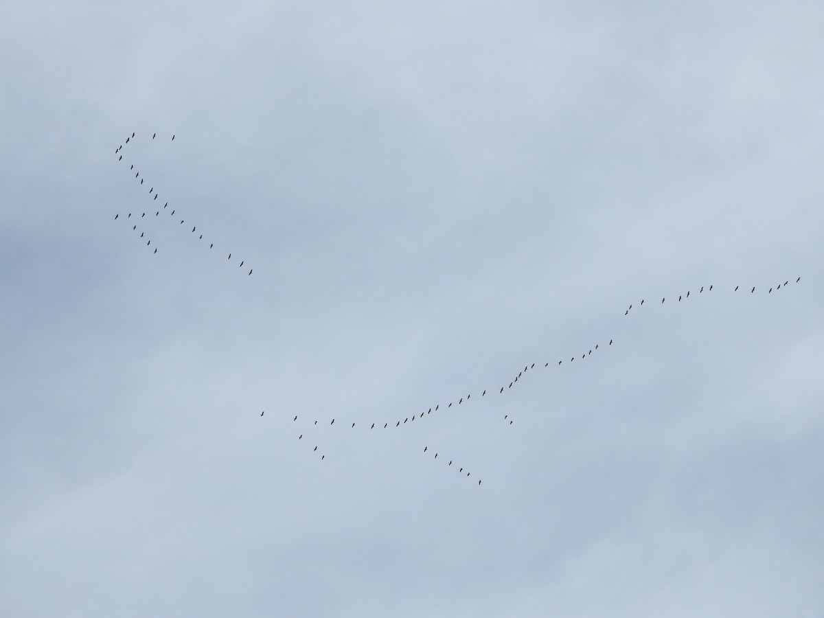 Sandhill Crane - ML643784488