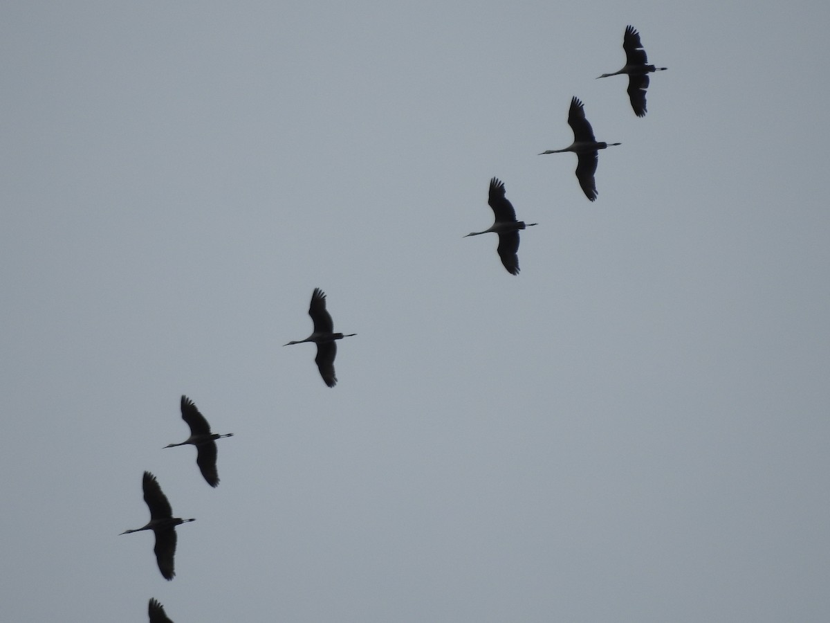 Sandhill Crane - ML643784489